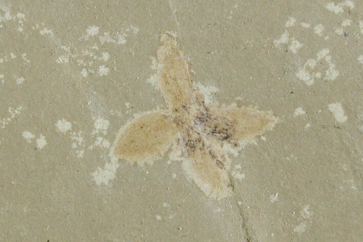 Detailed Fossil Flower - Green River Formation, Utah #356569